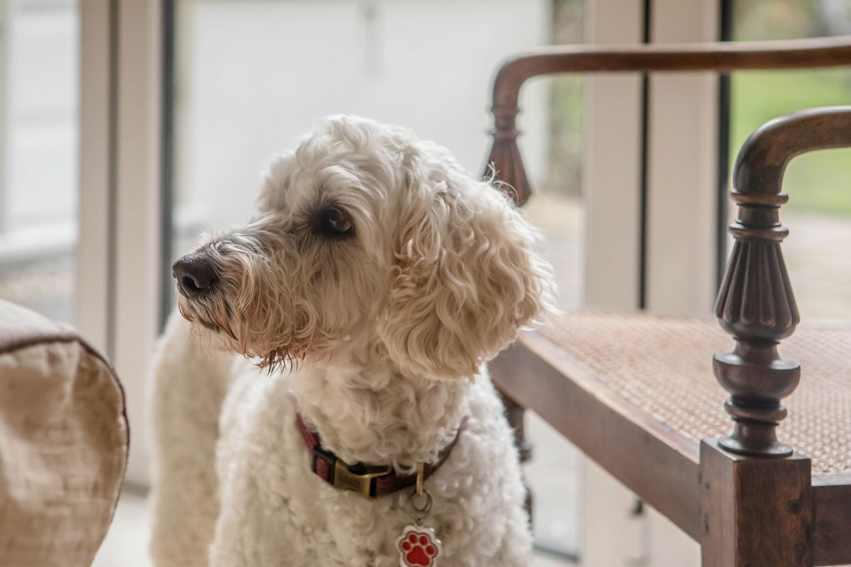 Beau Beau’s Big Adventure – And Why He Needs A Friend!