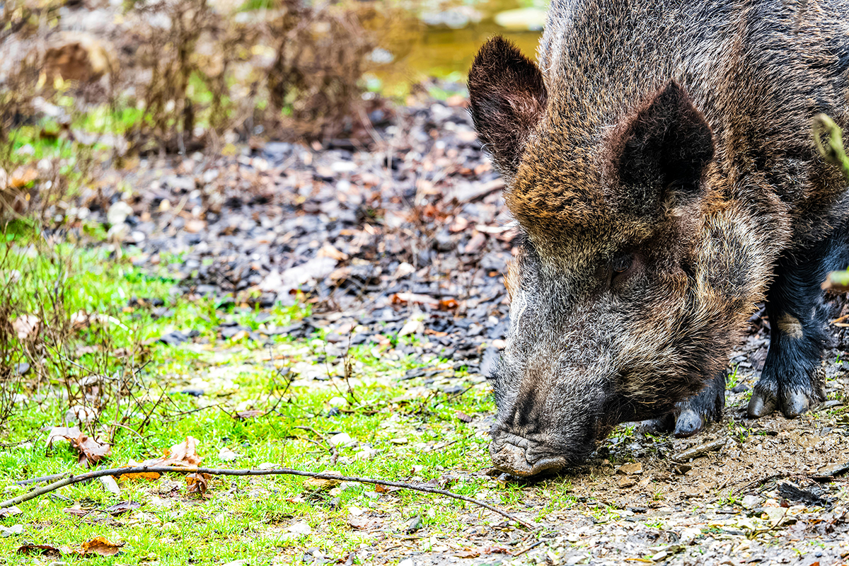 Swine Fever: Forests And Parks Fenced Off Around Barcelona As Wild Boars Bring Disease