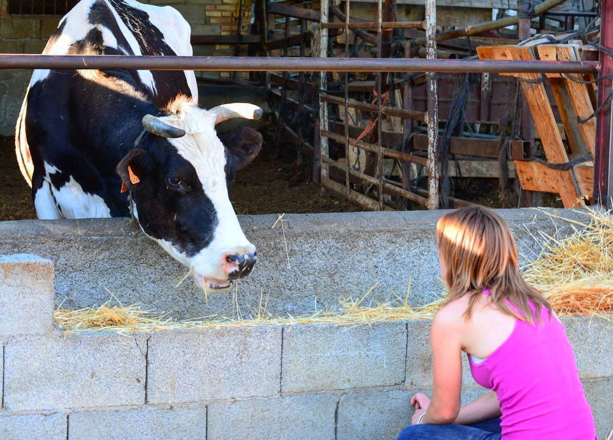 Cows Moo-ving In, Budgies Banned: Spain’s Strange New Pet Rules