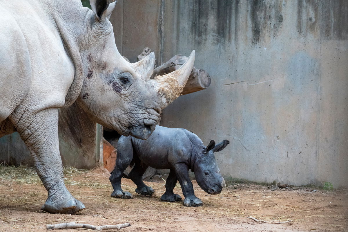 Against Extinction: Baby White Rhino Becomes Symbol Of Conservation Success In Spain