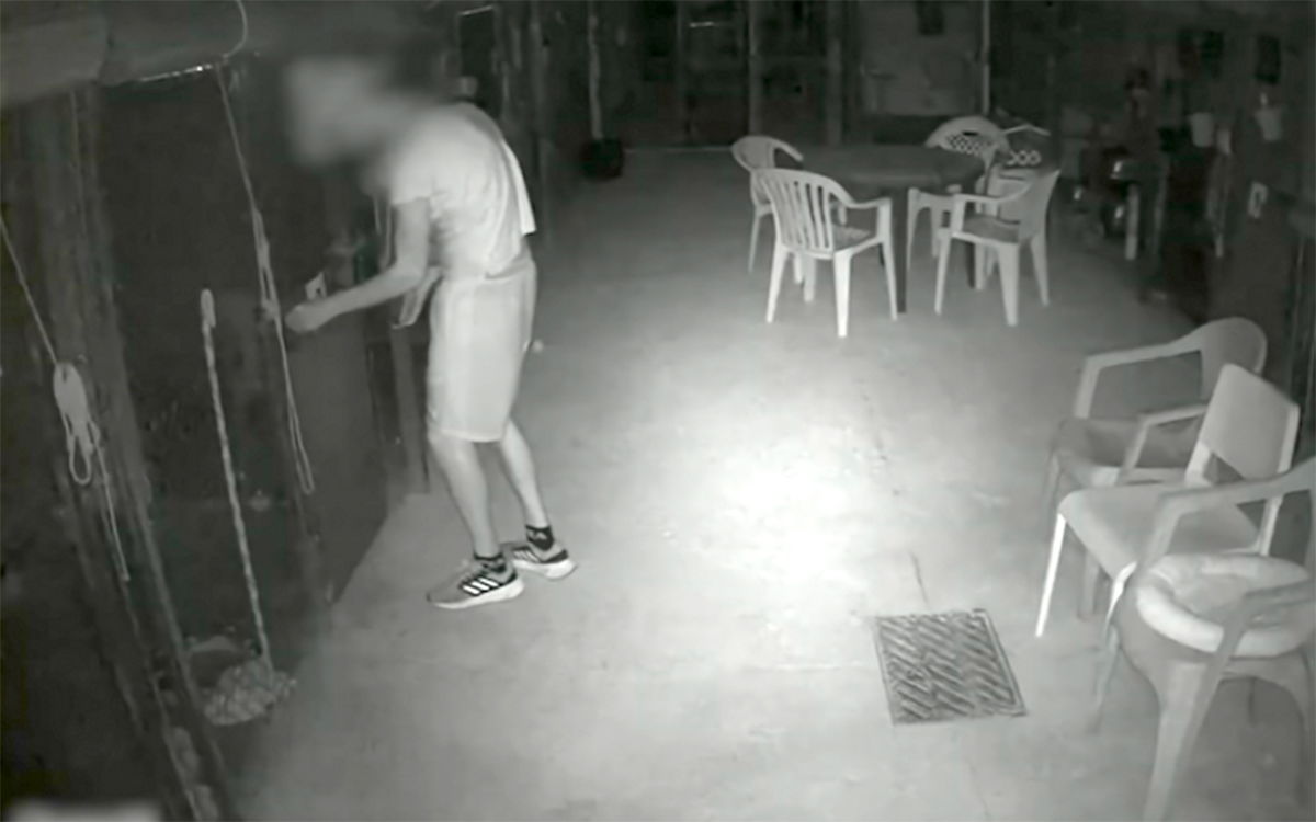 Man Sentenced For Brutal Attack On Kittens At Benidorm Animal Refuge