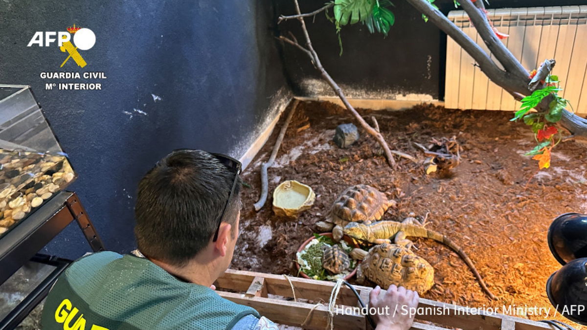 Animal Rescue! Spanish Police Uncover 472 Exotic Creatures In Raid On Unlicensed Ávila Sanctuary