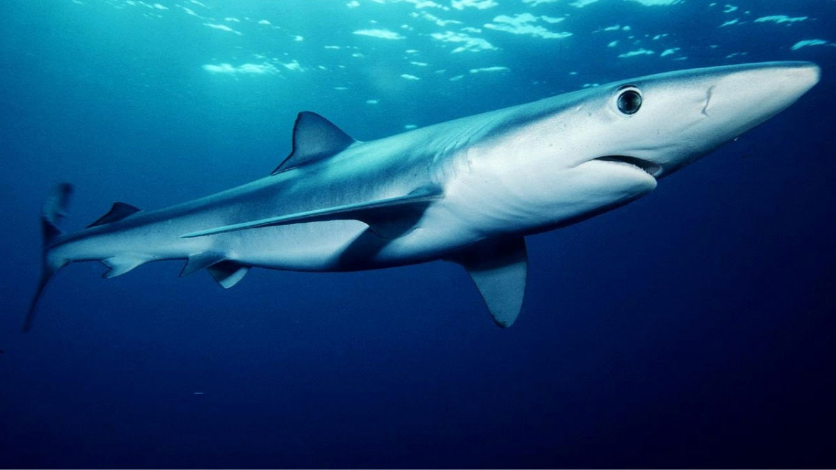 Bue Shark Found In Cala Murada: Experts Confirm Fatal Injuries After Rare Mediterranean Sighting