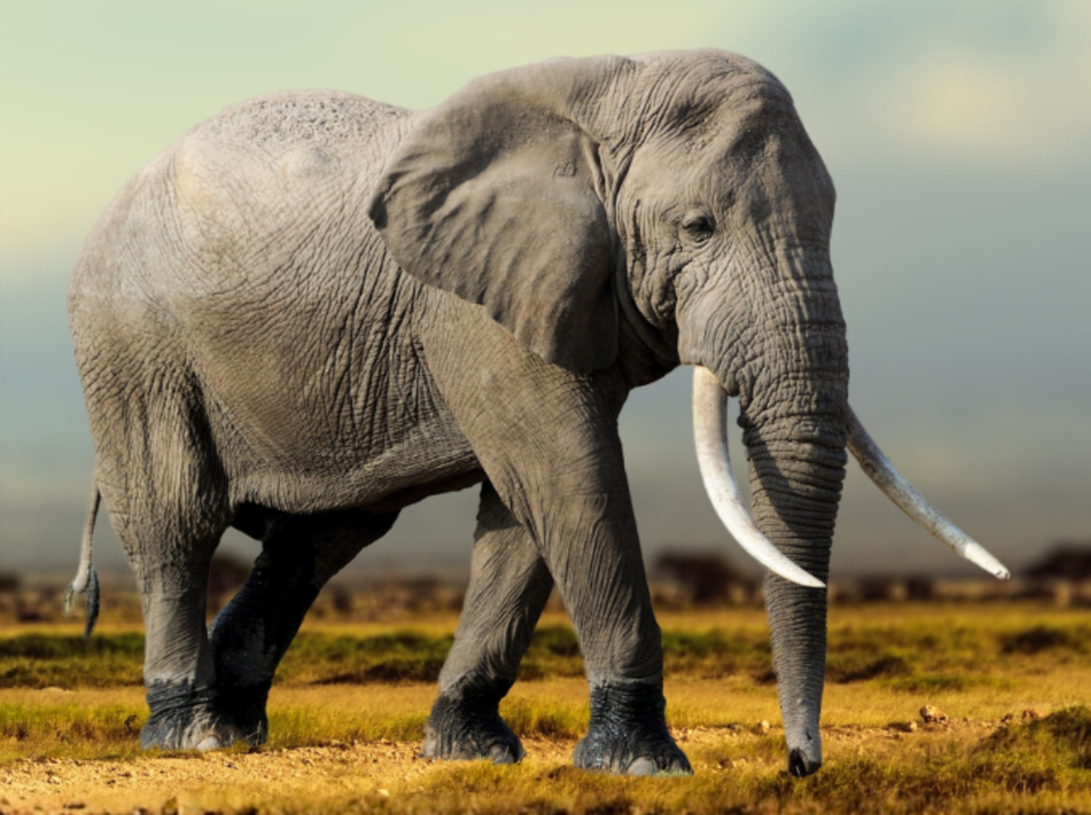 Portugal Mayors Unite To Back Europe’s First Elephant Sanctuary