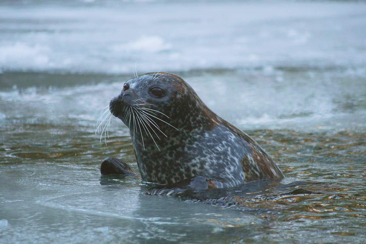 ’tis The Seal-son? Finland Might Say Goodbye To Bear As National Animal