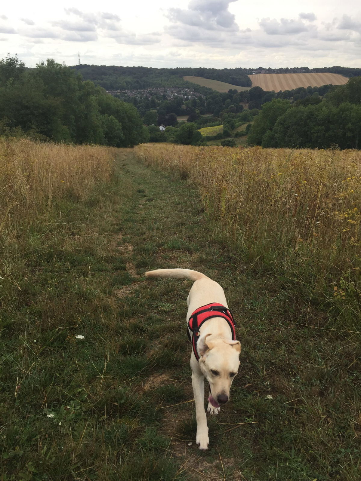 Louie The Lab: The Four-legged Personal Trainer