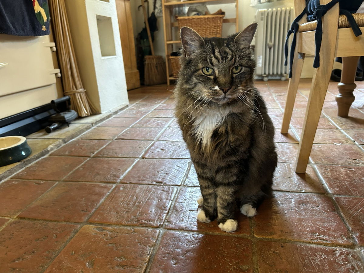 Hugo Seeks A Pet-sitter… Ideally With A Soft Spot For Silver Foxes