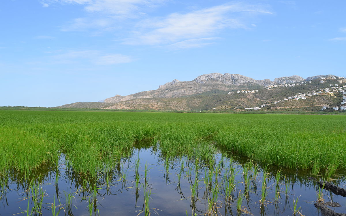 Pego Makes Selfies Easier Than Ever