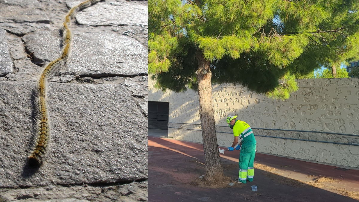 Palma Launches Major Preventative Campaign Against Pine Processionary Caterpillars