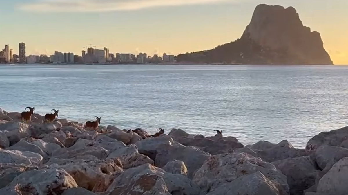 Video: Wild Mountain Goats Steal The Show On Calpe Coast