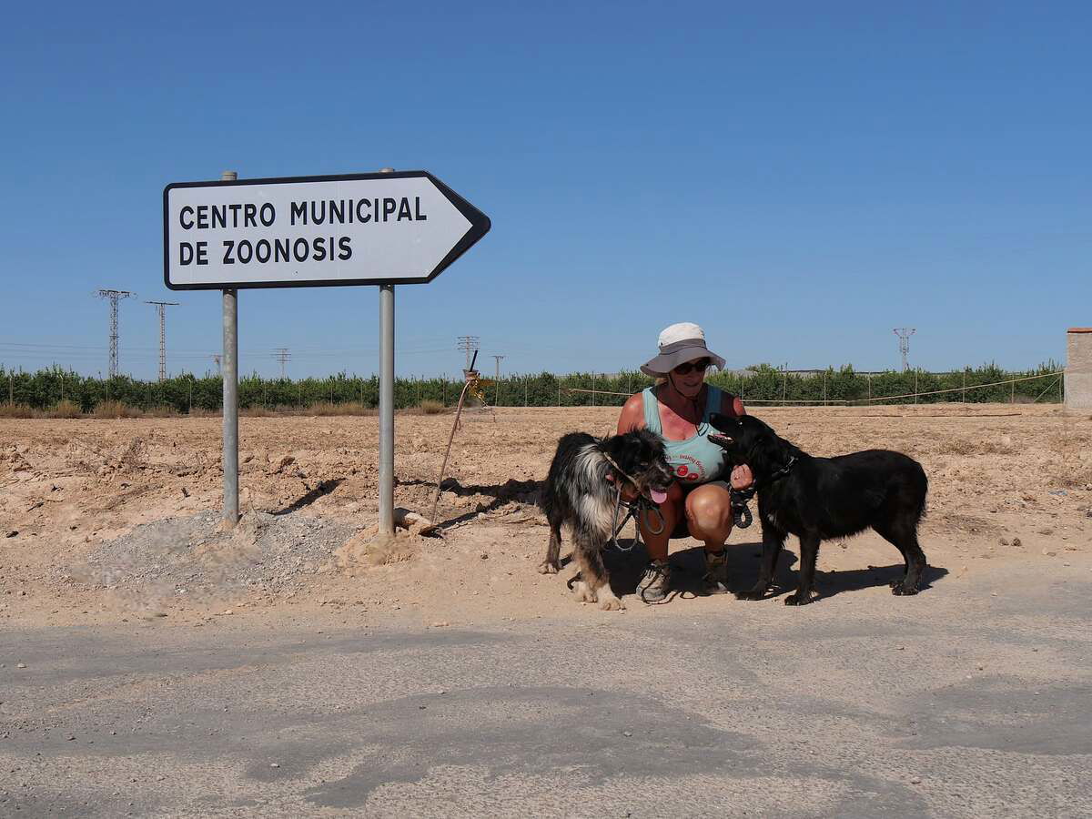 Animals Find Their Forever Homes Thanks To ‘los Infiernos Protectora’