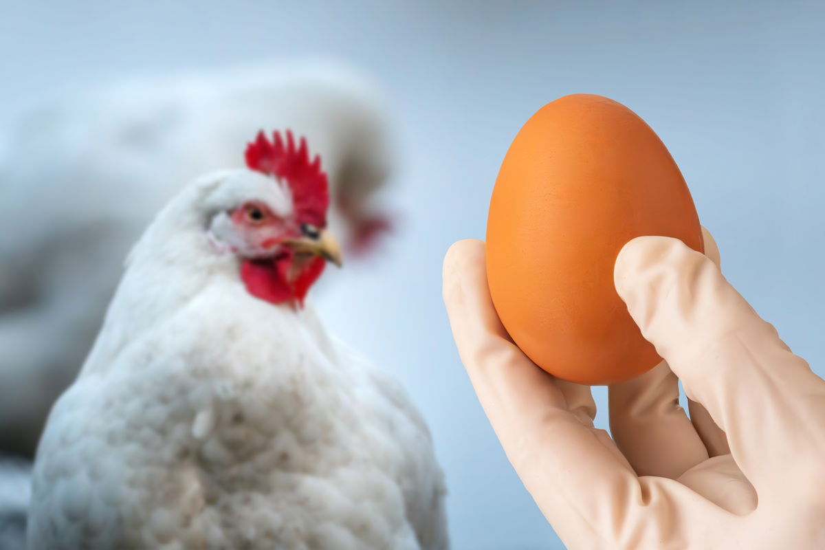Think Your Eggs Are Safe? Here’s How To Spot Bird Flu Before It Reaches Your Plate
