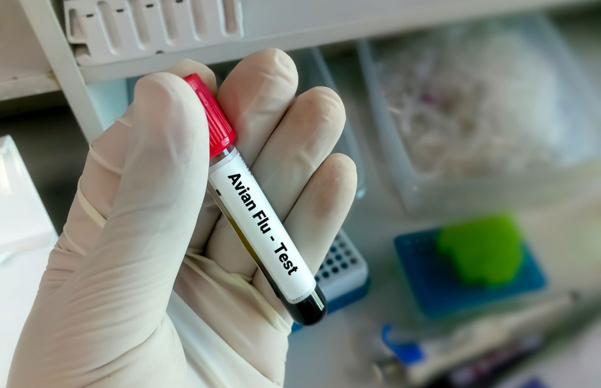 Asymptomatic H5n1 Infections Confirmed In Global Review As Spain Boosts Monitoring