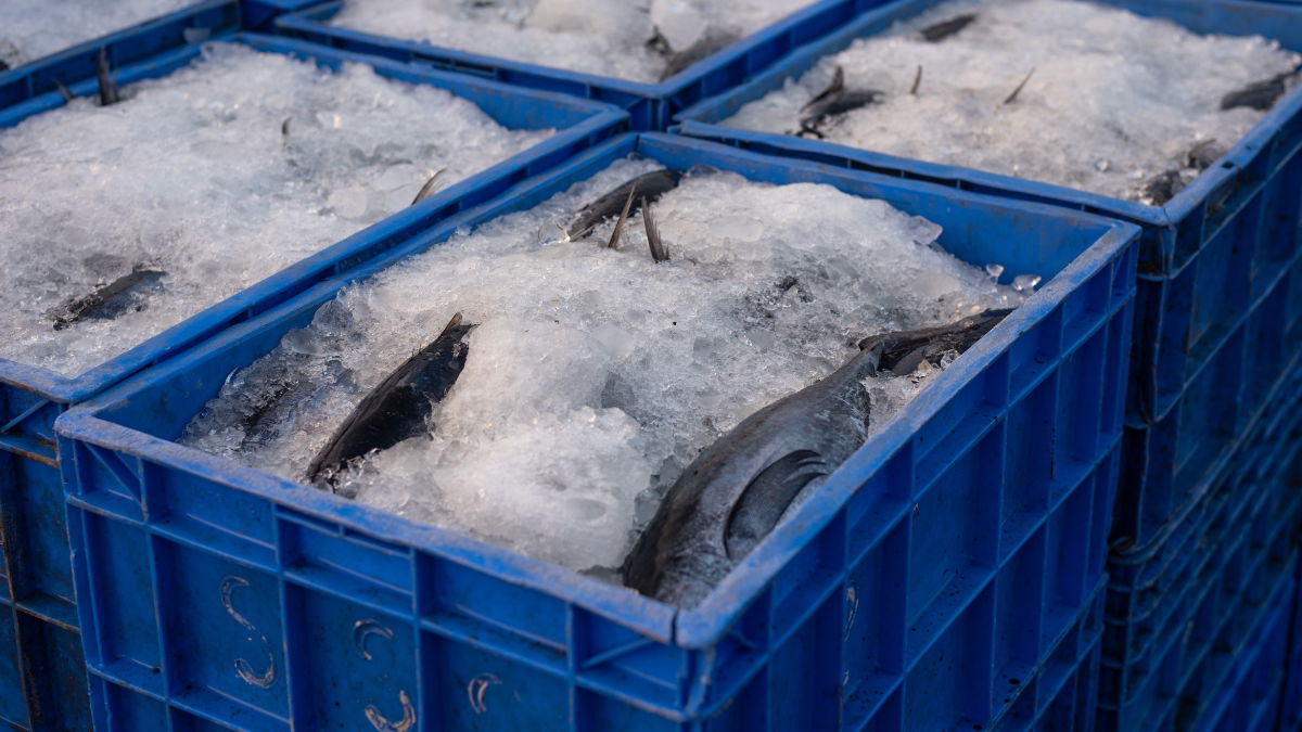 Fishy Business! Twenty Tonnes Of Out-of-date Seafood Stopped Before Reaching Restaurants