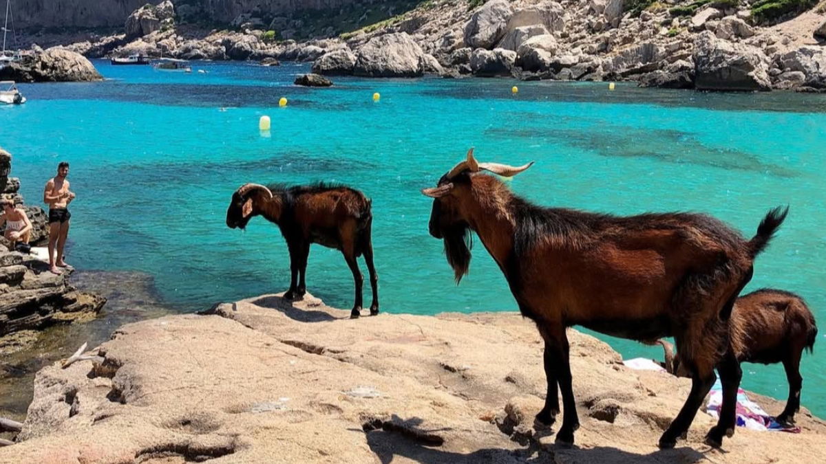 Don’t Feed The Goats! Mallorca Cracks Down To Protect Nature And Keep Tourists Safe