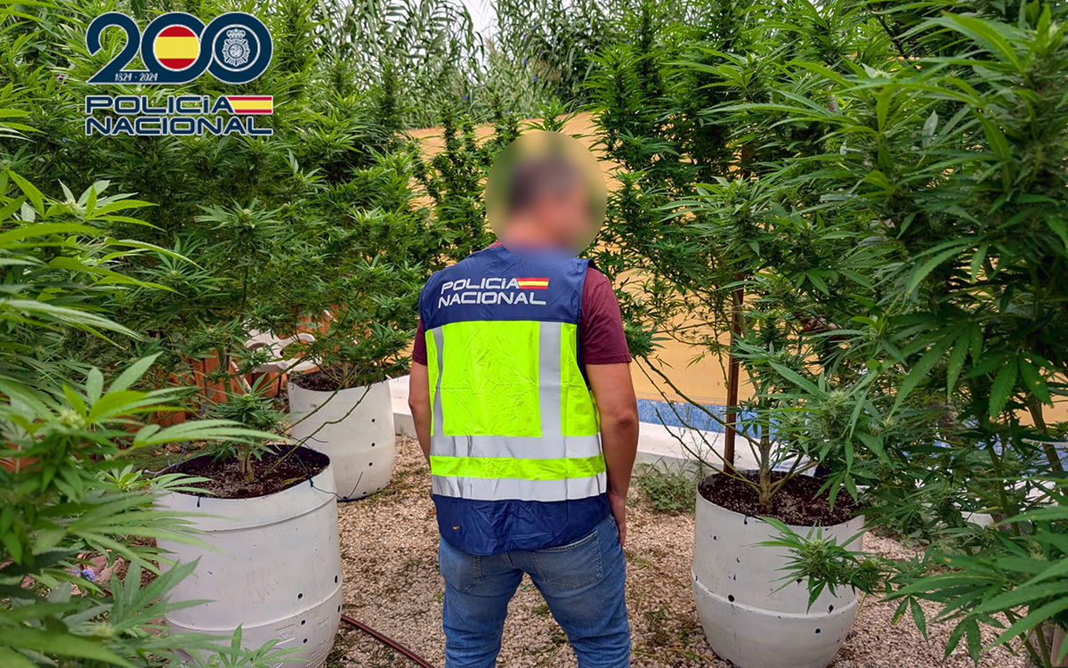 Not Your Average Garden: Ondara Family Caught Growing Skyscraper-sized Cannabis