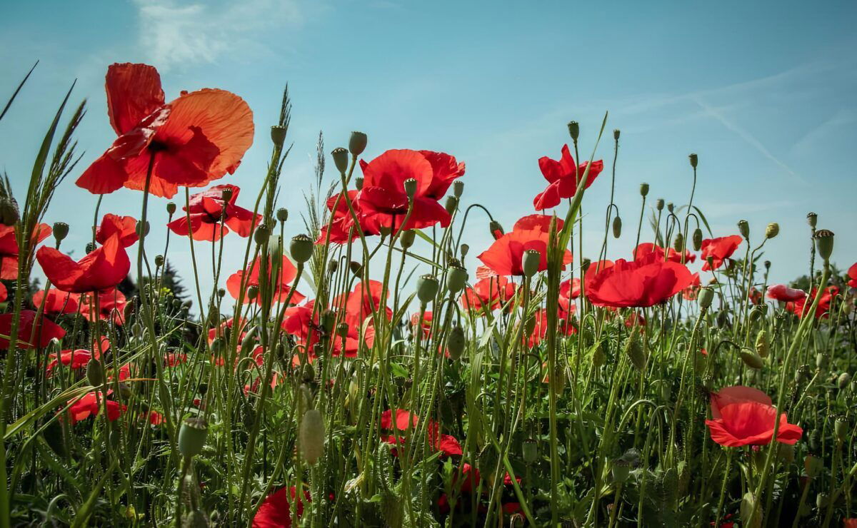Remembrance Sunday In Spain – Lest We Ever Forget