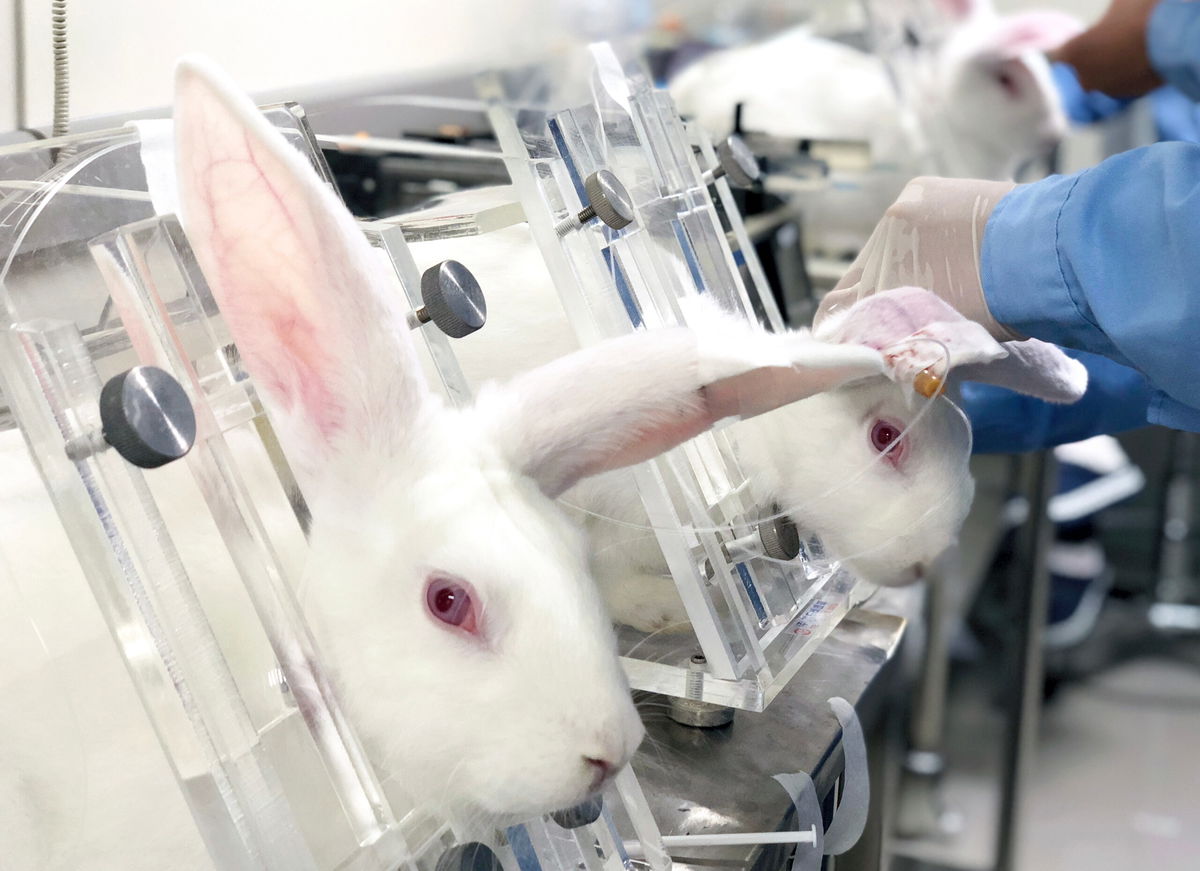 Animal Testing To Be Phased Out In The Uk