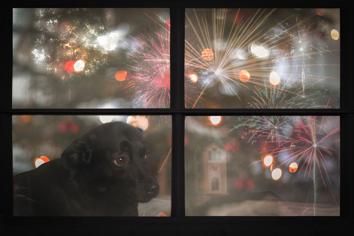 Shaking Pets This Bonfire Night? Follow Our Firework Survival Guide.