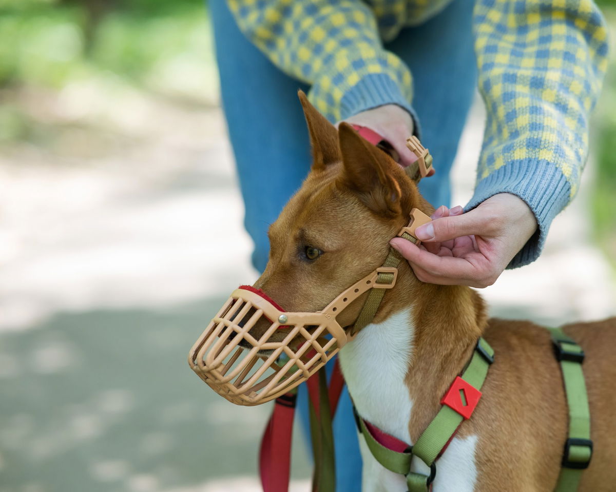 Spain Cracks Down: Dogs Without Muzzles Face Community Ban