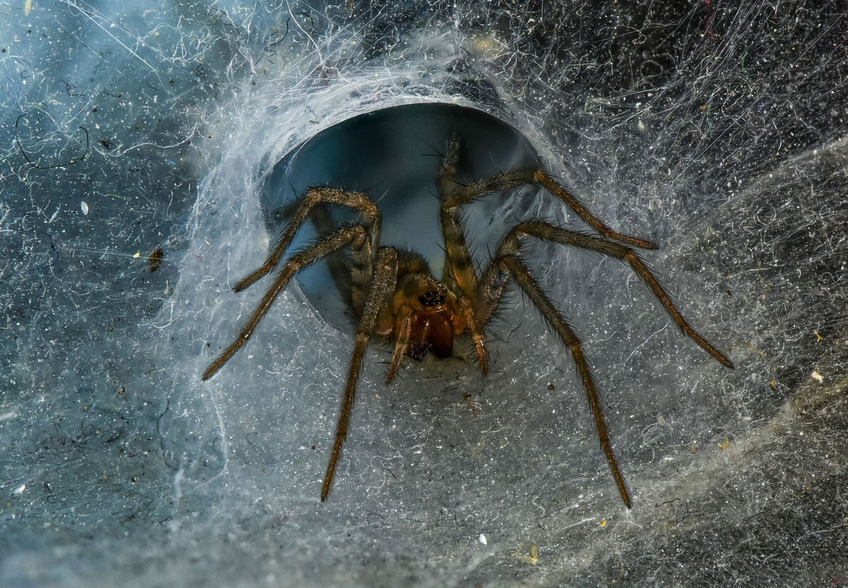 World’s Largest Spider Web Found Underground