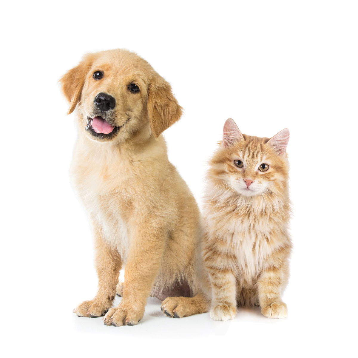 Okidogi: A Haven For Pets And Their People In Fuengirola