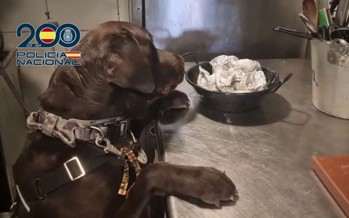 Police seize drugs in popular Benidorm tourist districts