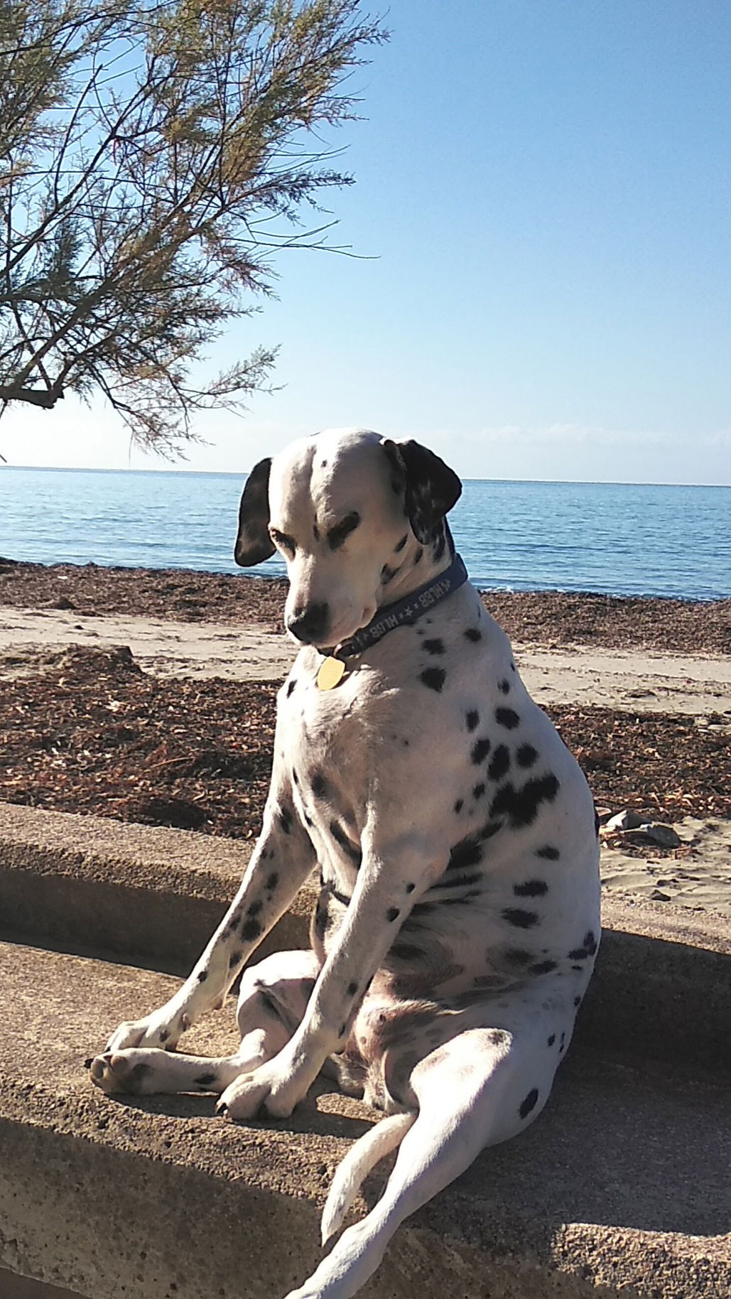 Dog-sitters soon learn that Daisy worships the sun