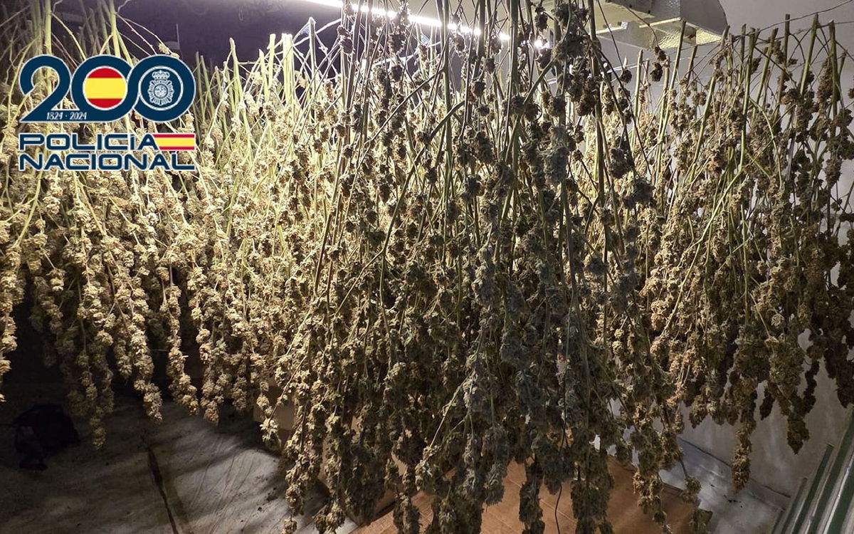 euroweeklynews.com - Santiago Carneri - Three arrested after sophisticated marijuana set-up found in rural property