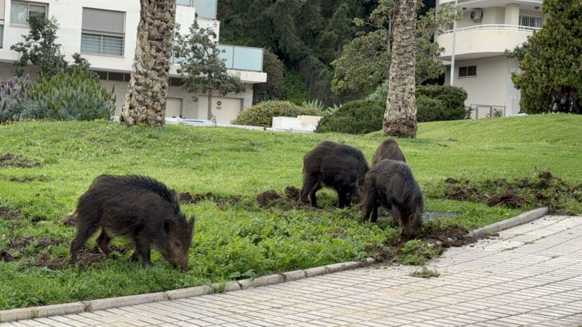 Archers contracted to deal with excess wild boars in Malaga city in 2026