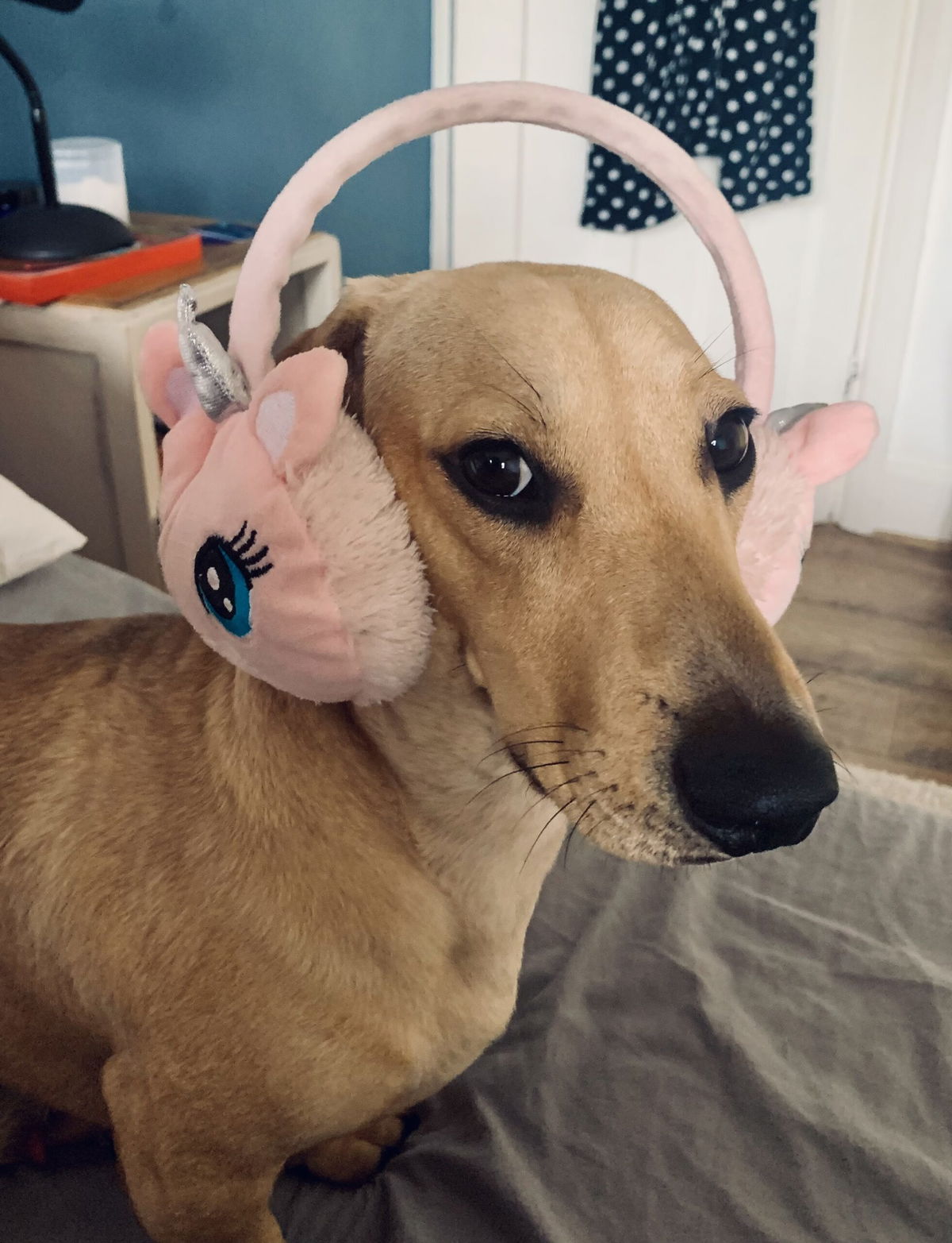 Jimmy’s a sensitive soul, house-sitters walk him with earmuffs