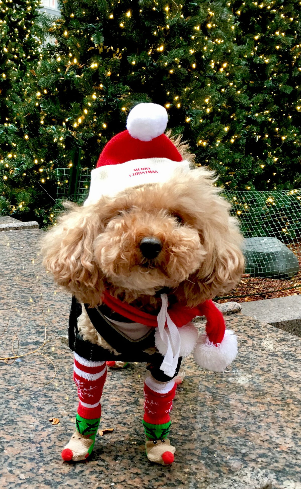 Petey loves the lights - house-sitters beware!