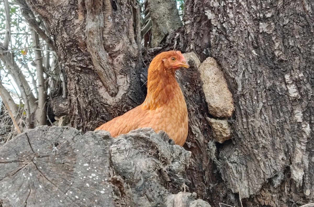 Free-range eggs are gone in Spain, but the premium price remains