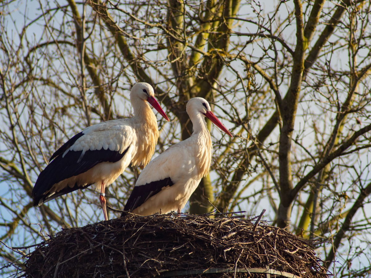 Hundreds of storks found dead near Madrid as bird flu fears rise in Spain