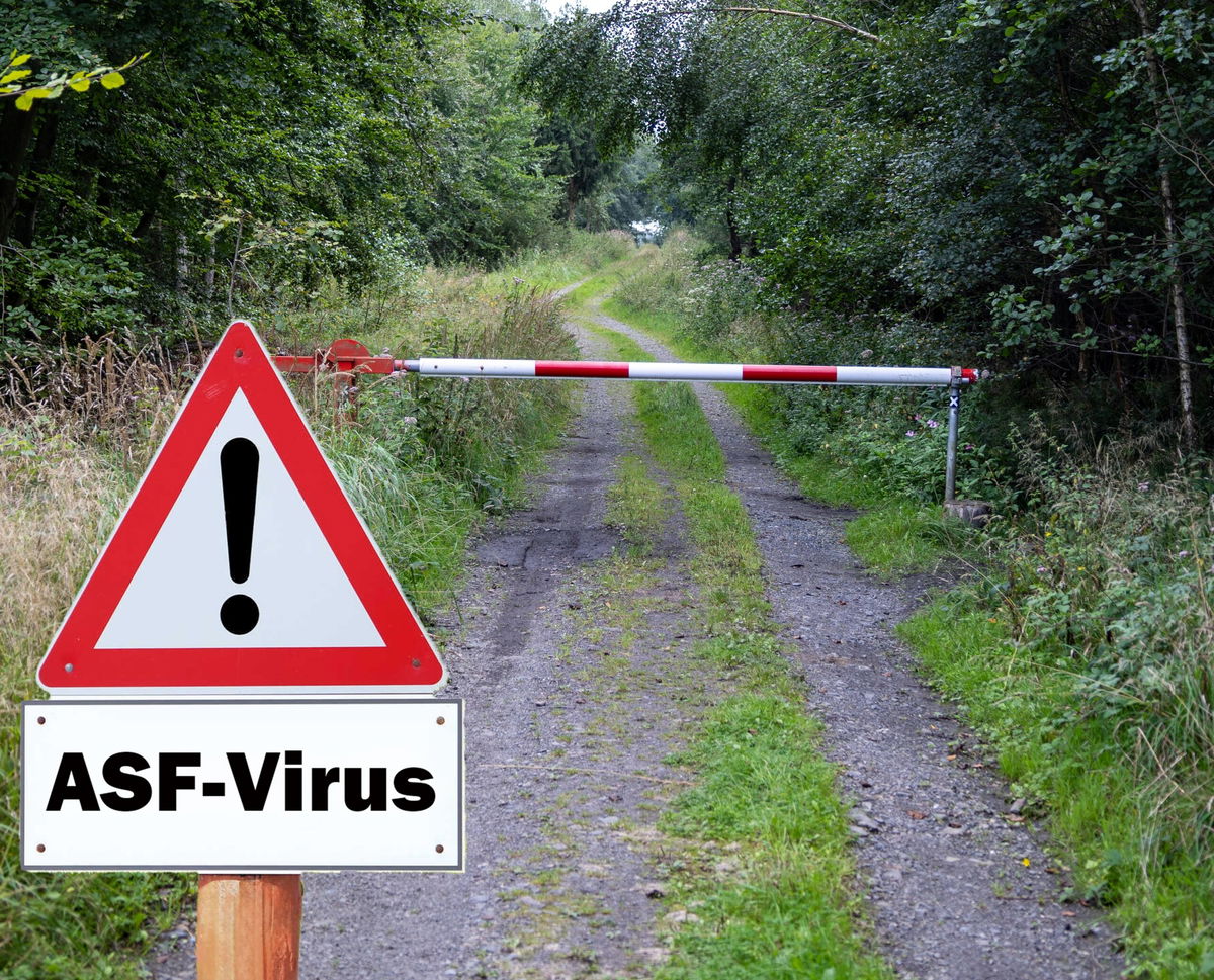 Cataluna labs under investigation after African swine fever outbreak