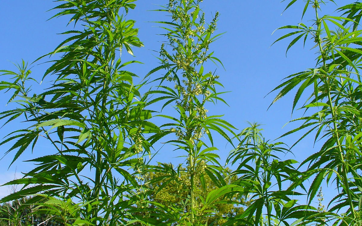 euroweeklynews.com - Santiago Carneri - Police uncover large indoor marijuana grow in quiet Pedreguer neighbourhood