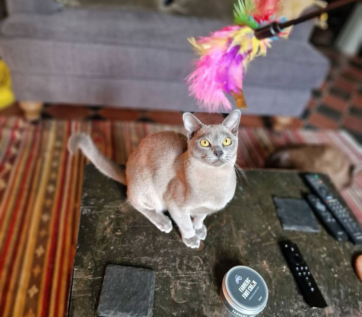 Arty the Burmese « Euro Weekly News