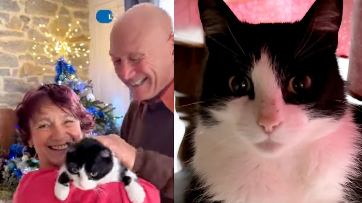 Lost in Spain, found in France: Cat’s incredible 155-mile journey home