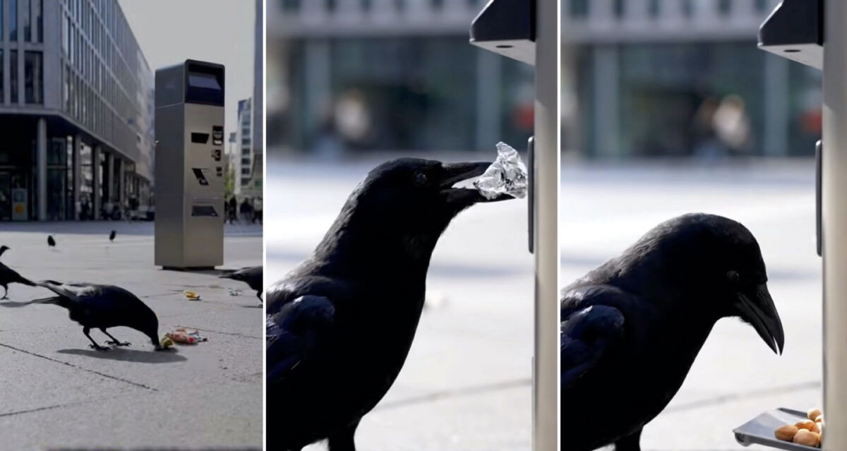 Paid in seeds: Swedish birds get job as street cleaners