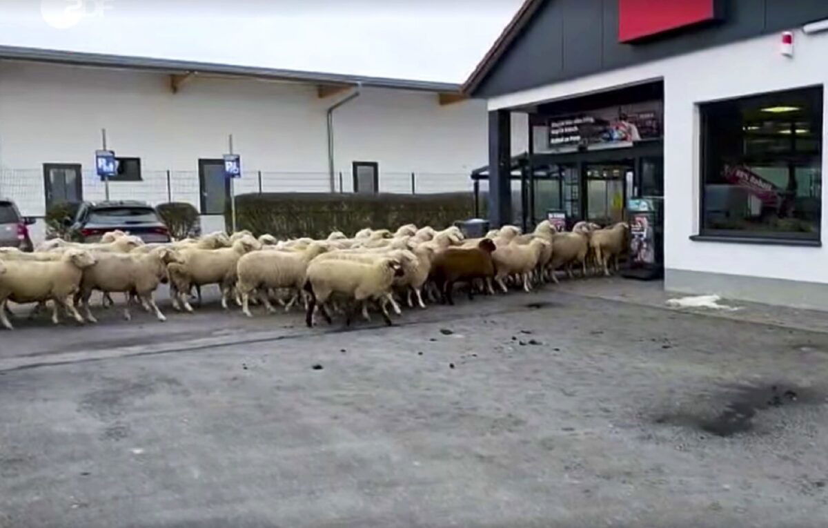 Cleanup on aisle… everywhere: Sheep storm German supermarket on look out for baaagains