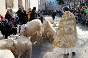 Priest blessing a herd of sheep 