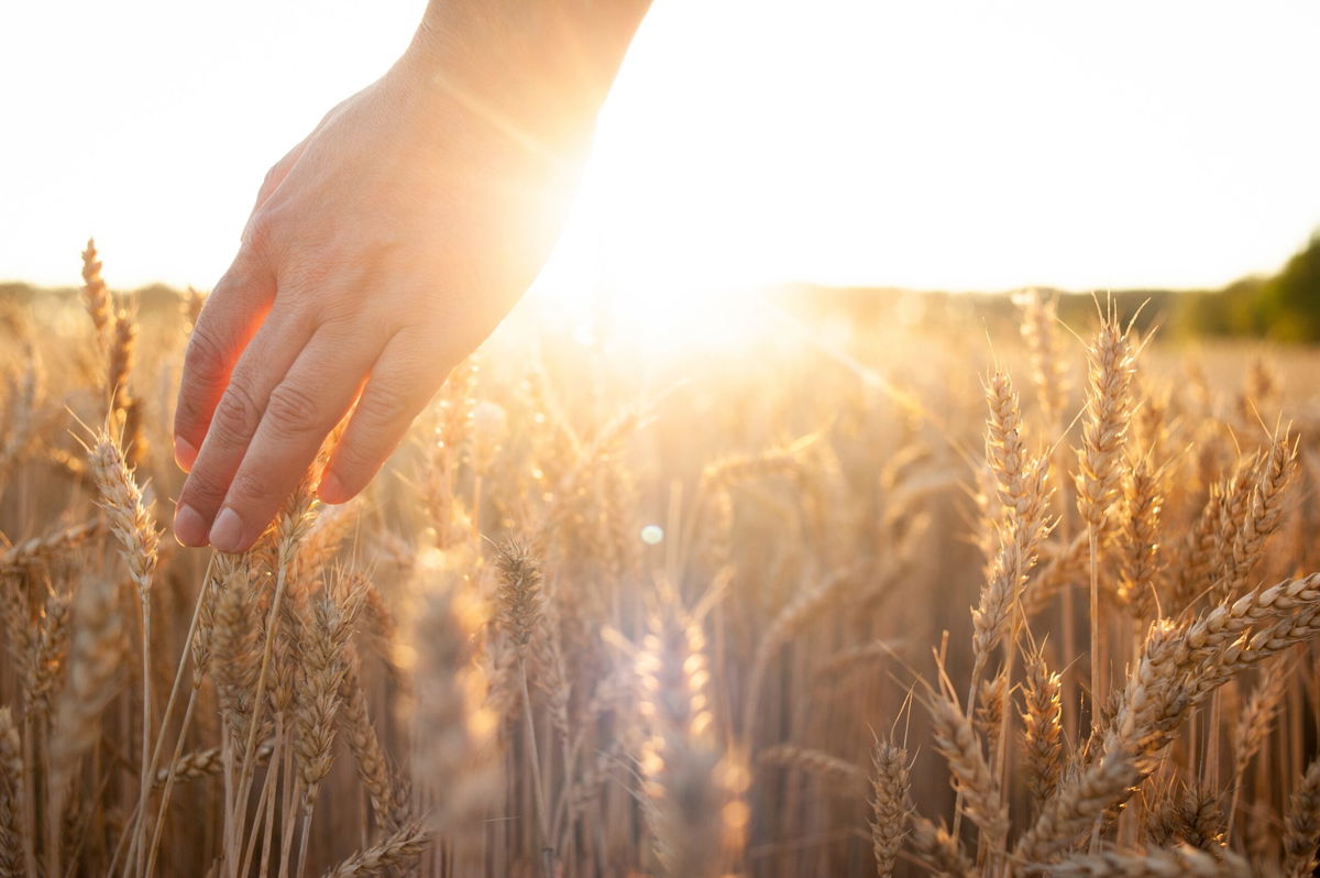 Elysium Funeral Plans: Peace of mind for the future in Spain