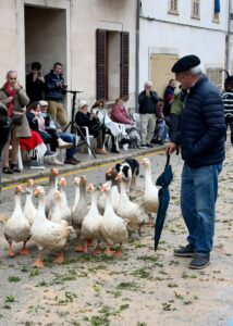 Man herding geese through a village