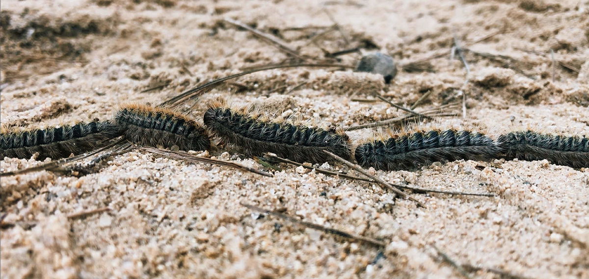 Spain sees early processionary caterpillars: Safety tips for pets and people