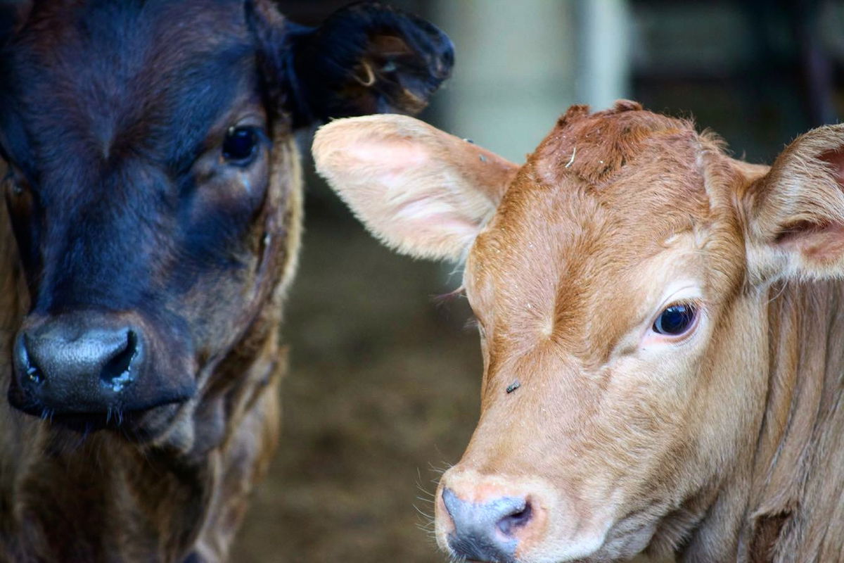 ”Stock up now before the prices rise” Spanish farmers warn.
