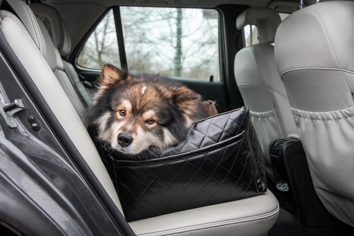 EU pet travel rules changing in Spain from April 2026