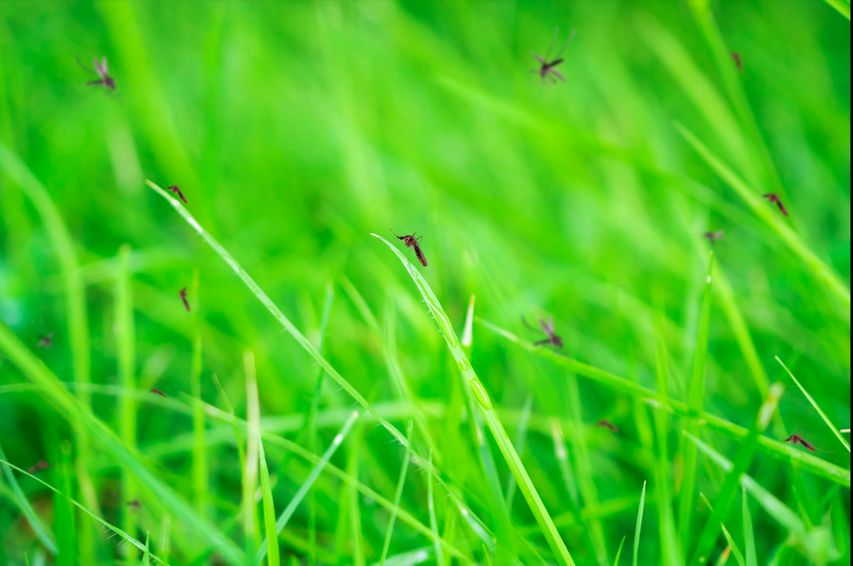 Spain faces potentially severe mosquito and sand fly season after weeks of rainfall