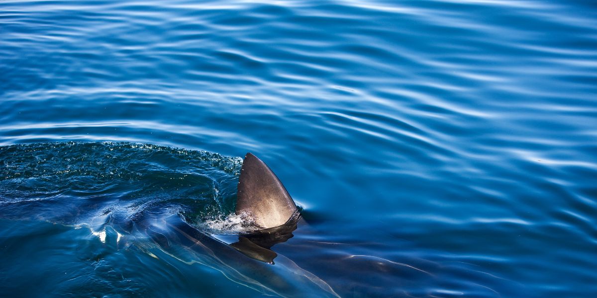 Shark stuns onlookers after swimming into Ibiza harbour