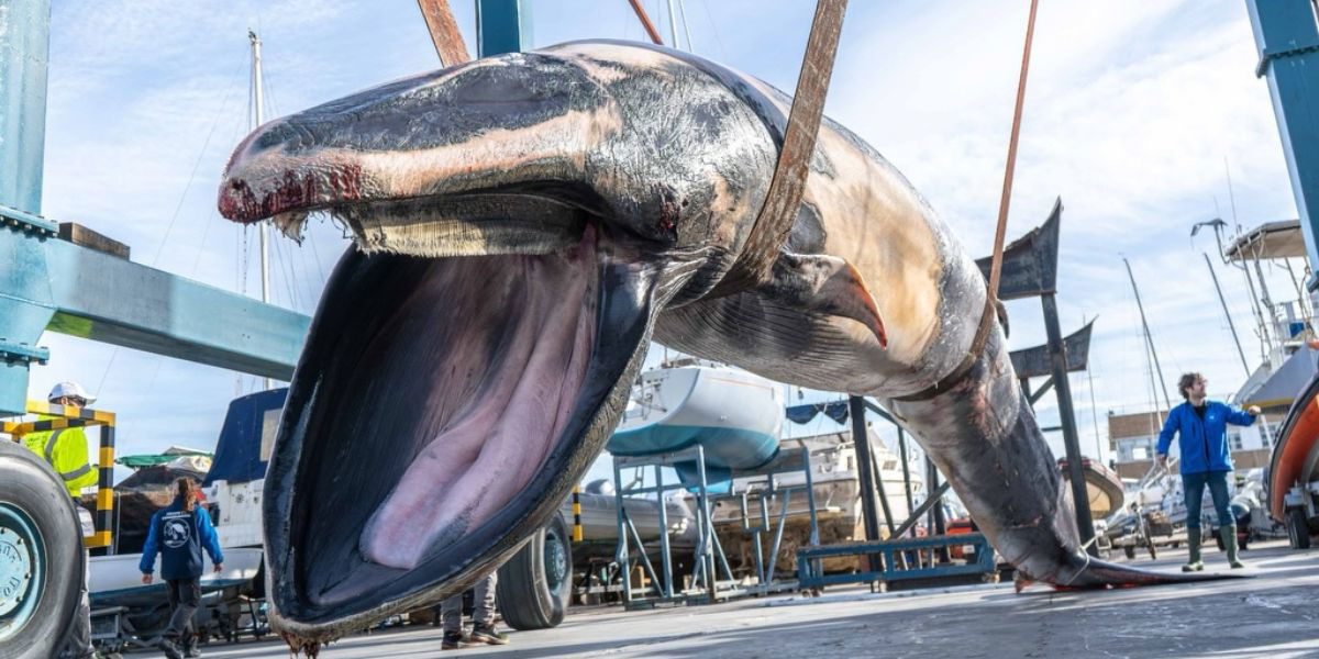 Shock Discovery: 9-Metre whale found dead at Valencia marina entrance