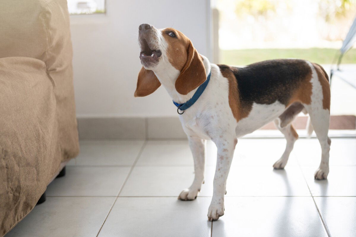 Can a barking dog get your neighbour kicked out in Spain? The law says yes
